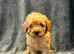 Toy poodles ready now