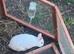 Netherland Dwarf Bucks For Sale
