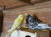 Pet Budgies