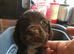 Kc cocker spaniel puppies