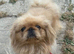 gorgeous apricot & white pekingnese part-coloured boy 14 months