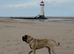 Kc registered old English mastiff puppies