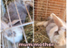 Lionhead/mini lop babies