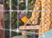 3 male gouldian finches for sale
