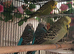 Available 4  x Budgie MALES 2 x Greens /yellow and 2 x Different Blues all roughly 6 months old &pound;92
