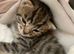 Sweet Kittens