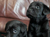 Black Labrador retriever KC REGISTERED