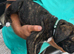 Border collie cross cane corso