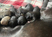 Beautiful rare colour cane Corso puppies. Protection and family dogs