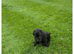 Patterdale x Bedlington