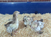 Chocolate/chocolate laced pekins chicks