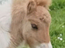 Palomino and White mushroom Dun Mini Colt