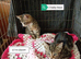 Bengal x kittens ready to leave now