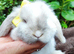 Mini lop