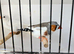 Zebra finches