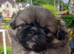 3 Pekingeses Puppies