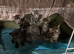 British short hair cross kittens