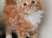 Kittens available now