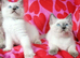 Ragdoll x kittens