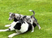 Collie x Blue Merle pups
