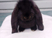 Baby French Lop