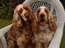 STUNNING KC Show-type cocker spaniel