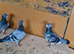 Raccoon pigeons