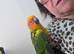 Hand reared sun conure