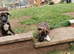 Staffie x kc German shepard