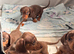 Chocolate &Tan Dachshund Pups