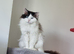 Bicolour ragdoll boy