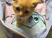 Ragdoll cross kitten