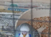 Young budgies