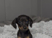 Gorgeous miniature dachshund puppies looking for there new homes