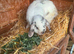 Lop ear rabbit and cage