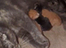 12week old male kitten for sale