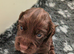K C Working cocker spaniels