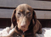 Dachshund