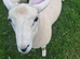 Lleyn Purebred Ram Lambs 12 Weeks Old