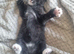 1 cute kittens