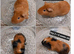 Various rescue guineapigs for sale