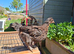 Large breed laying hens