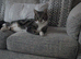 Female kitten
