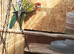 Pair rosellas £230