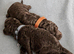 Irish Water Spaniel Litter