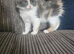 Kittens for sale