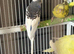 Adult Budgies Various colours
