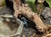 3 Baby Powder Blue Dart Frogs + Vivarium & Equipment for Sale