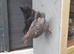 2 frizzle bantam chickens