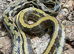 Taiwan Beauty Snake at Birmingham Reptiles